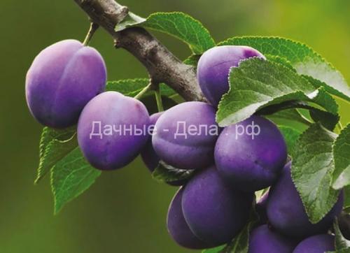 Что можно выращивать на огороде в средней полосе. Что посадить на садовом участке в средней полосе 01 Что можно выращивать на огороде в средней полосе. Что посадить на садовом участке в средней полосе 01