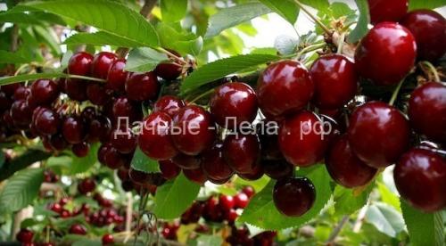 Что можно выращивать на огороде в средней полосе. Что посадить на садовом участке в средней полосе 03 Что можно выращивать на огороде в средней полосе. Что посадить на садовом участке в средней полосе 03