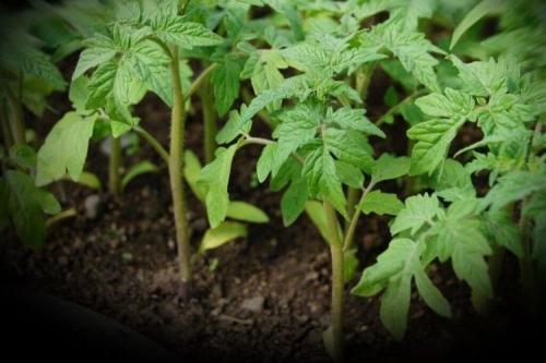 Что можно сажать в феврале в открытый грунт. 12 цветов и овощей, которые опытные огородники сеют на получение рассады в феврале