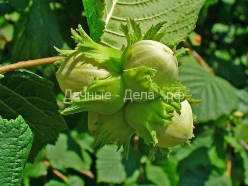 Что можно выращивать на огороде в средней полосе. Что посадить на садовом участке в средней полосе 04 Что можно выращивать на огороде в средней полосе. Что посадить на садовом участке в средней полосе 04