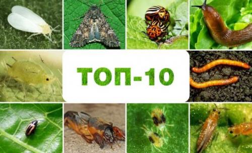 Когда что сажать в огороде таблица. Что можно сажать после чего на огороде