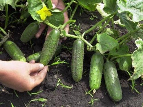 Когда что сажать в огороде таблица. Что можно сажать после чего на огороде