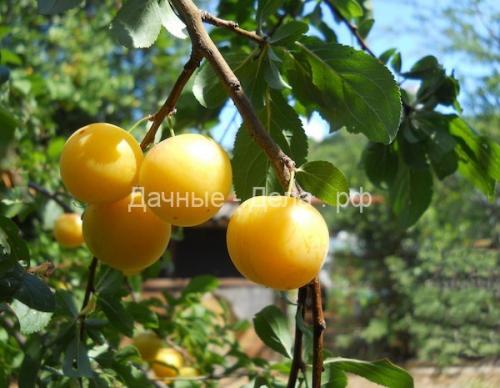 Что можно выращивать на огороде в средней полосе. Что посадить на садовом участке в средней полосе 02 Что можно выращивать на огороде в средней полосе. Что посадить на садовом участке в средней полосе 02