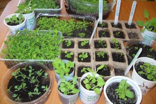 Что можно сажать в феврале в открытый грунт. 12 цветов и овощей, которые опытные огородники сеют на получение рассады в феврале