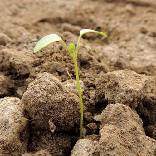 Когда что сажать в огороде таблица. Важность севооборота