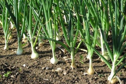 Когда что сажать в огороде таблица. Что можно сажать после чего на огороде