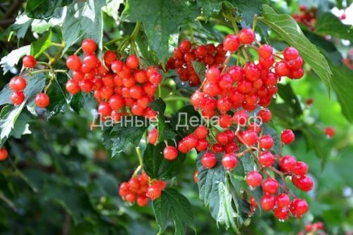 Что можно выращивать на огороде в средней полосе. Что посадить на садовом участке в средней полосе 05 Что можно выращивать на огороде в средней полосе. Что посадить на садовом участке в средней полосе 05