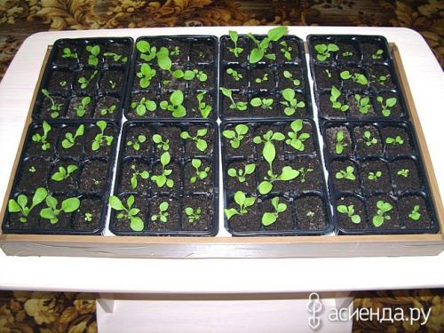 Чем заменить поддон для горшка. Самодельные поддоны под кассетницы для рассады.