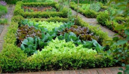 Что посадить на 2 сотках. Секреты размещения огорода на небольшом участке