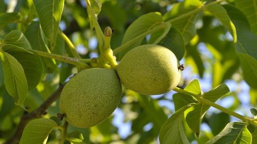 Что посадить на огороде, чтобы не ухаживать. Неприхотливые плодовые культуры для дачи