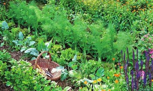 Что посадить на 2 сотках. Секреты размещения огорода на небольшом участке