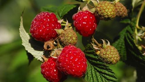 Что посадить на огороде, чтобы не ухаживать. Неприхотливые плодовые культуры для дачи