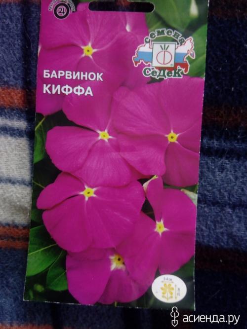 Барвинок на балконе. Катарантус или мадагаскарский барвинок. Как я его научилась выращивать.