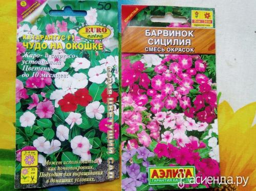 Барвинок на балконе. Катарантус или мадагаскарский барвинок. Как я его научилась выращивать.
