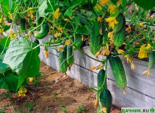 Что посадить на огороде, чтобы не ухаживать. Что лучше всего посадить на даче, чтобы не ухаживать за землей?