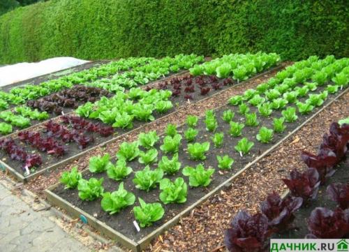 Что посадить на огороде, чтобы не ухаживать. Что лучше всего посадить на даче, чтобы не ухаживать за землей?