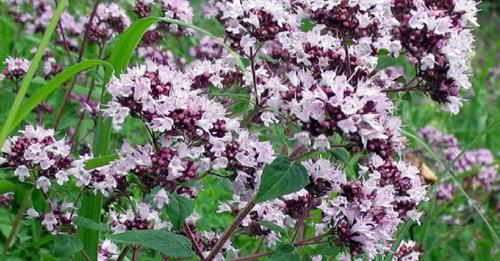 Что посадить на огороде из зелени. Какие пряные травы можно вырастить на своем огороде