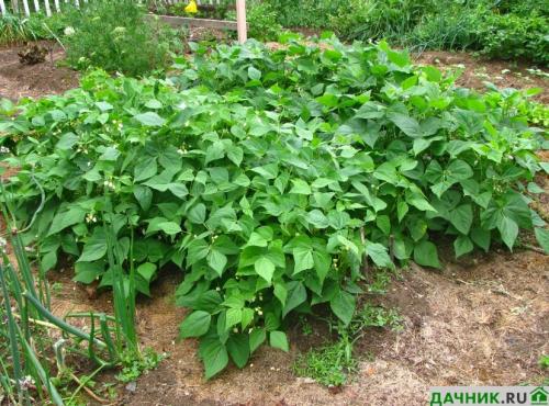 Что посадить на огороде, чтобы не ухаживать. Что лучше всего посадить на даче, чтобы не ухаживать за землей?