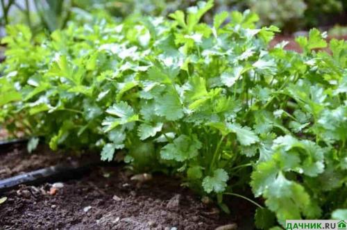 Что посадить на огороде, чтобы не ухаживать. Что лучше всего посадить на даче, чтобы не ухаживать за землей?