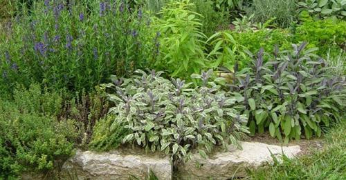 Что посадить на огороде из зелени. Какие пряные травы можно вырастить на своем огороде