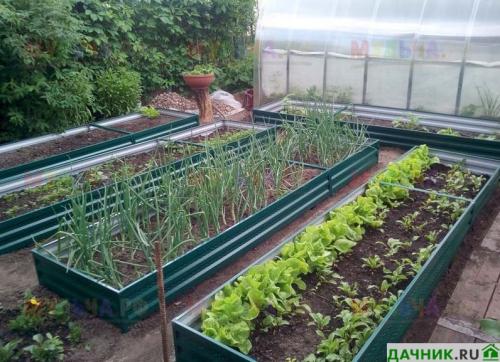 Что посадить на огороде, чтобы не ухаживать. Что лучше всего посадить на даче, чтобы не ухаживать за землей?