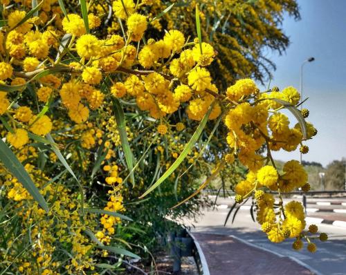 Название деревьев и кустарников. Лиственные деревья