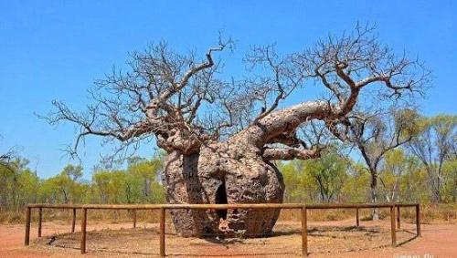 Все деревья мира. Необычные деревья,которые удивляют своим величием