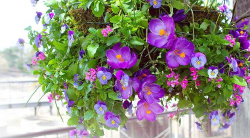Все о выращивании однолетников в корзинах и подвесных кашпо. Цветочные корзины: как сделать и что посадить 01