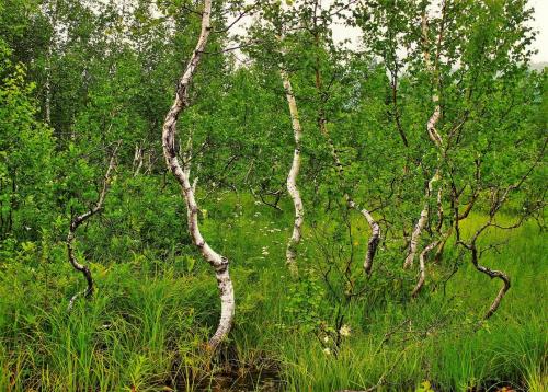 Название деревьев и кустарников. Лиственные деревья