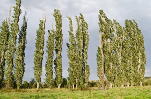 Название деревьев на русском. Виды лиственных и хвойных деревьев растущих в России