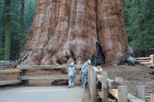 Популярные деревья. Самые красивые и знаменитые деревья на нашей планете