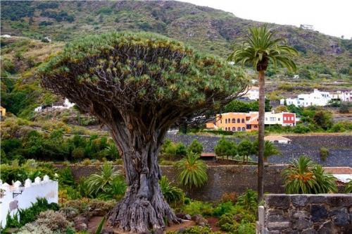 Все деревья мира. Необычные деревья,которые удивляют своим величием
