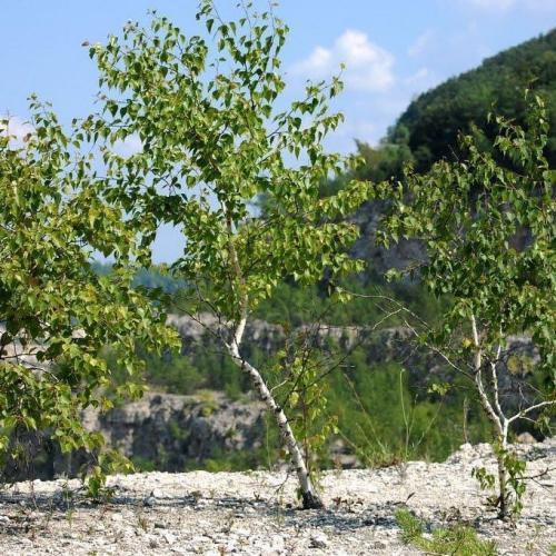 Название деревьев и кустарников. Лиственные деревья