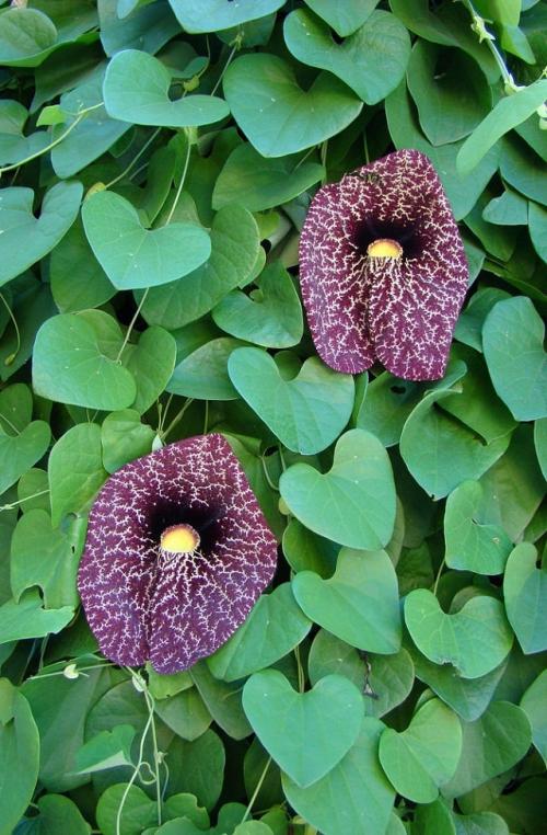 Вьющиеся цветы в горшках на улице. ТОП-15 ползучих растений (лиан), которые отлично растут в горшках