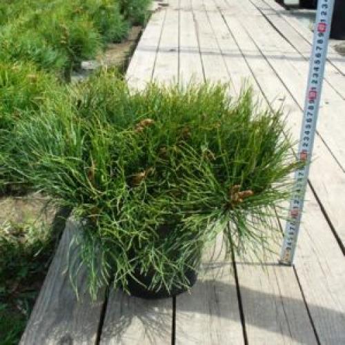 Хвойные растения в горшках на улице. Зимовка горшочных растений