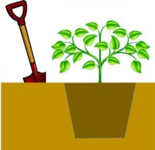 Хвойные растения в горшках на улице. Зимовка горшочных растений