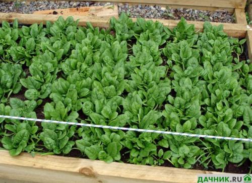 Что посадить на огороде, чтобы не ухаживать. Что лучше всего посадить на даче, чтобы не ухаживать за землей?