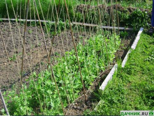 Что посадить на огороде, чтобы не ухаживать. Что лучше всего посадить на даче, чтобы не ухаживать за землей?