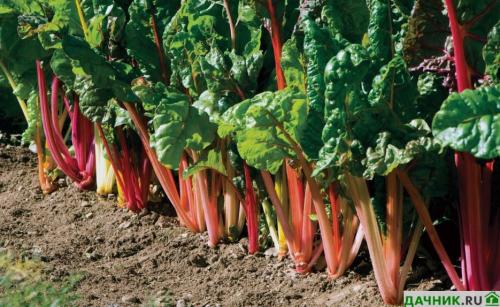 Что посадить на огороде, чтобы не ухаживать. Что лучше всего посадить на даче, чтобы не ухаживать за землей?