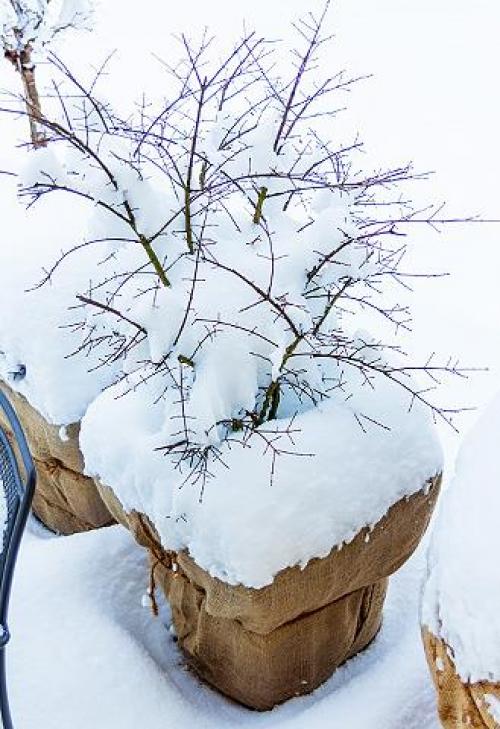 Подбираем растения для контейнерного озеленения. Растения для контейнерного озеленения 08