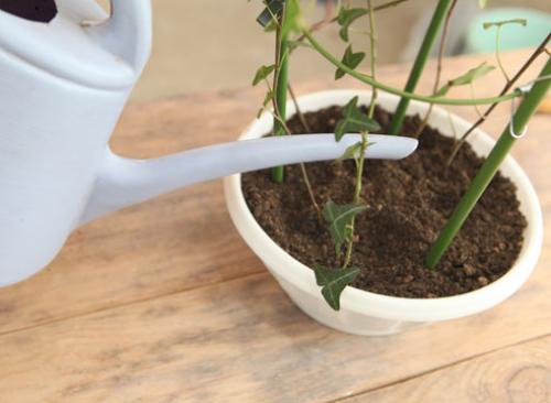 Выращивание плюща в контейнере. Как вырастить комнатный плющ