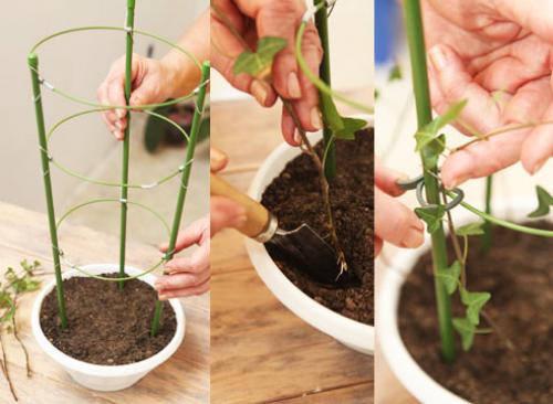 Выращивание плюща в контейнере. Как вырастить комнатный плющ