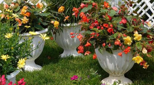 Подбираем растения для контейнерного озеленения. Растения для контейнерного озеленения 10 Подбираем растения для контейнерного озеленения. Растения для контейнерного озеленения 10