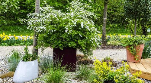 Подбираем растения для контейнерного озеленения. Растения для контейнерного озеленения 09 Подбираем растения для контейнерного озеленения. Растения для контейнерного озеленения 09