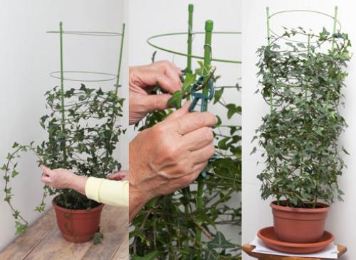 Выращивание плюща в контейнере. Как вырастить комнатный плющ