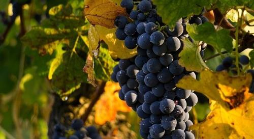 Что экономически выгодно выращивать на даче. Что выгоднее всего выращивать на продажу 07 Что экономически выгодно выращивать на даче. Что выгоднее всего выращивать на продажу 07