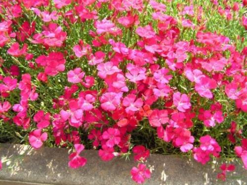 Цветы не требующие полива. 5 красивых растений для сада, которые не потребуют от вас частого полива