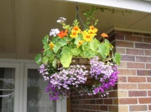 Уход за растениями в уличных кашпо. 9 правил выращивания в уличных горшках 20 Уход за растениями в уличных кашпо. 9 правил выращивания в уличных горшках 20