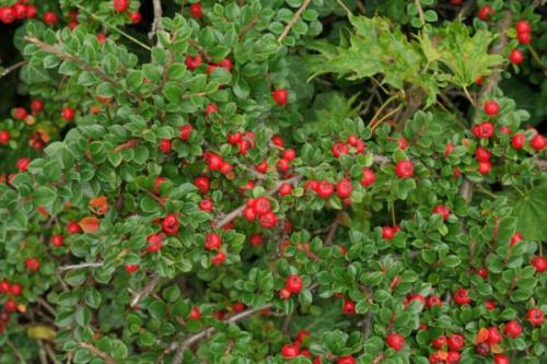 Горизонтальные растения. Виды кизильника