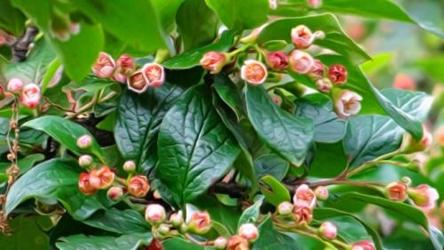 Горизонтальные растения. Виды кизильника